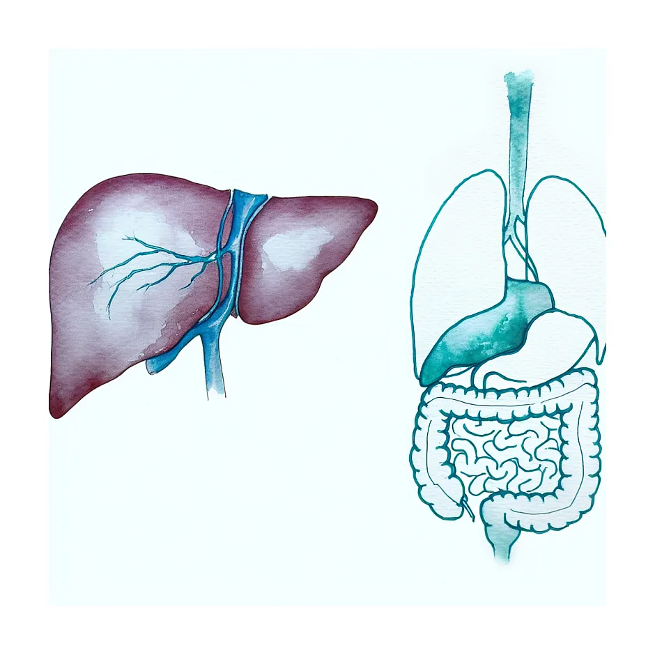 علت احساس نبض و تپش در ناحیه کبد چیست؟
