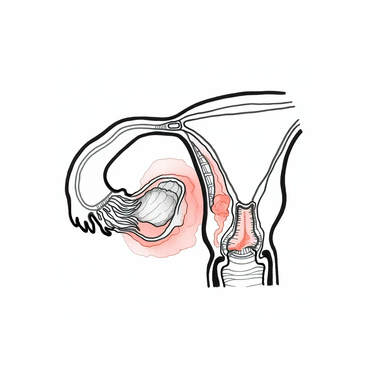 روش درست مصرف قرص گل مغربی در بارداری