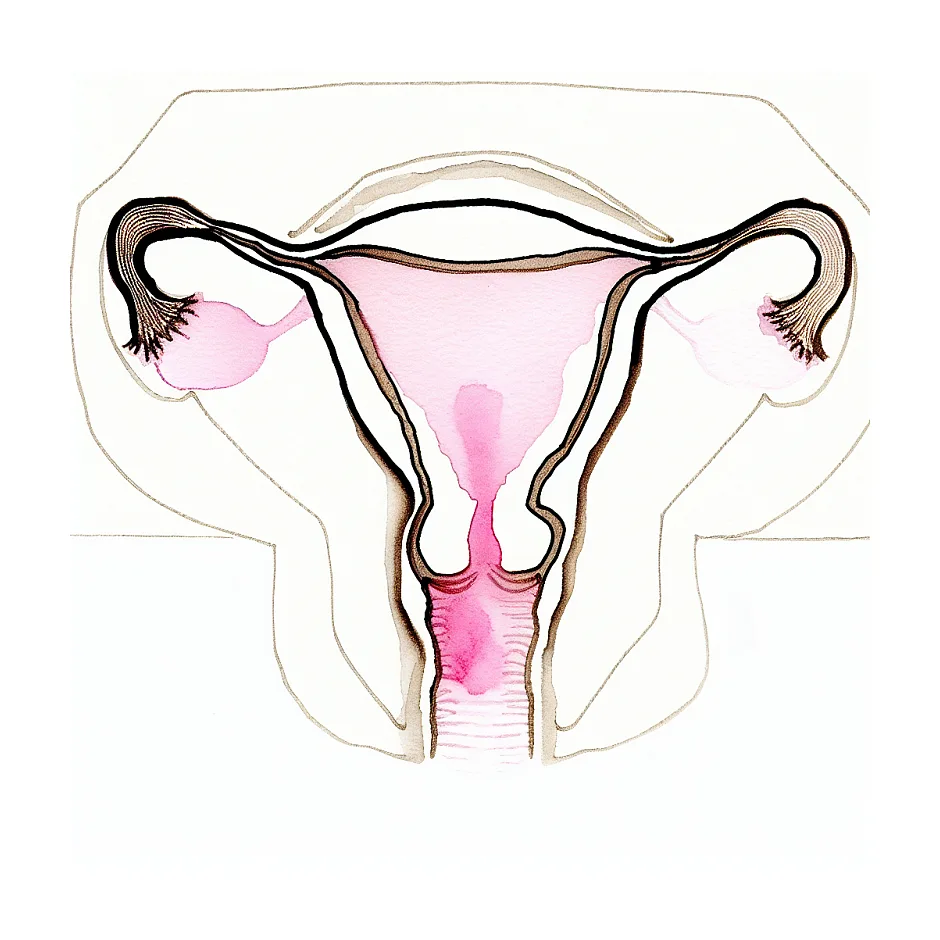Funnel Shaped Body of Uterus: An In-depth Medical Explanation