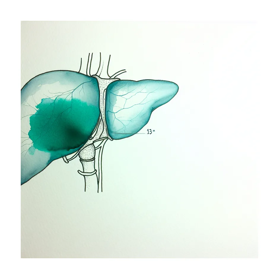 قطر نرمال ورید پورت کبد و معنای ۱۳ میلی‌متر