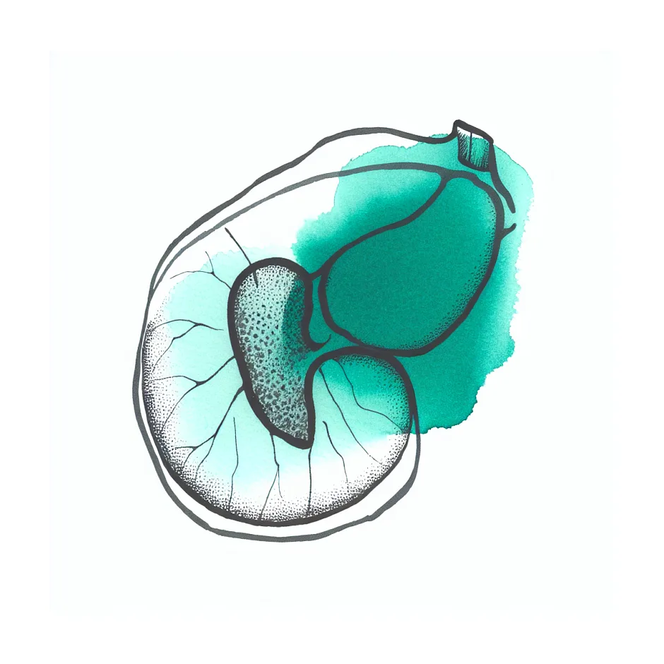 اندازه طبیعی طحال؛ آیا 136 میلی‌متر طبیعی است؟