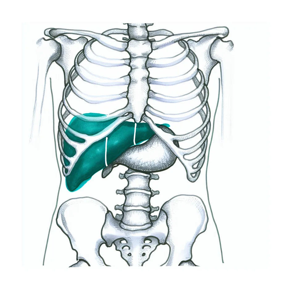 ورم و درد زیر قفسه سینه راست؛ علل محتمل و راهکار