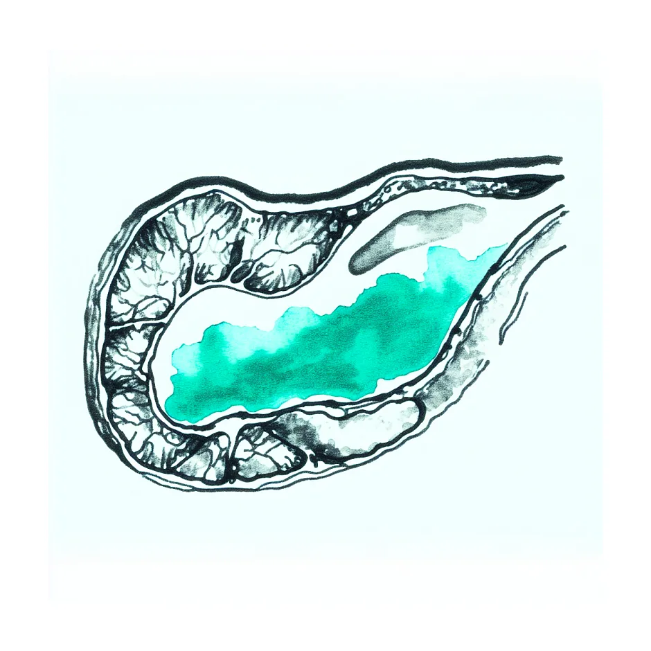 اکوی هموژن طحال در سونوگرافی یعنی چه؟