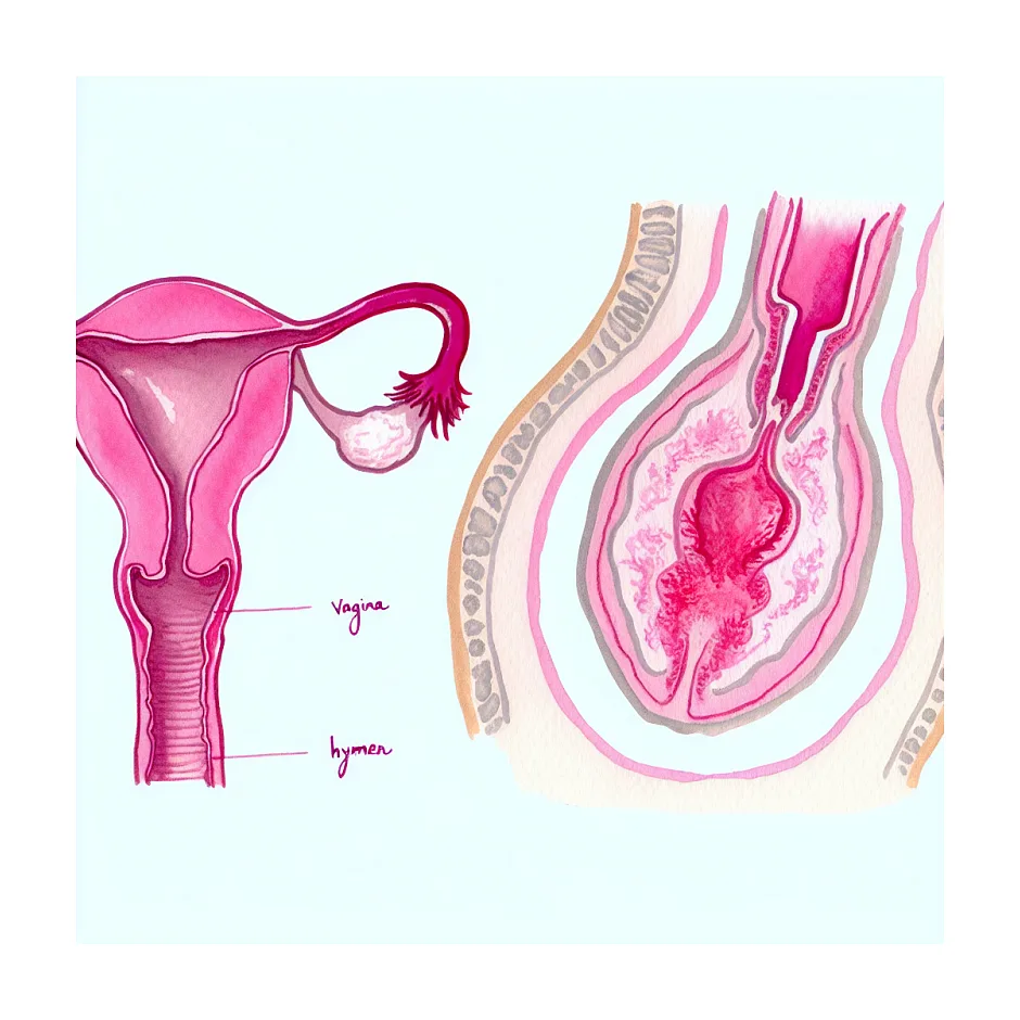 آیا واژن بعد اولین رابطه به حالت قبل برمی‌گردد؟