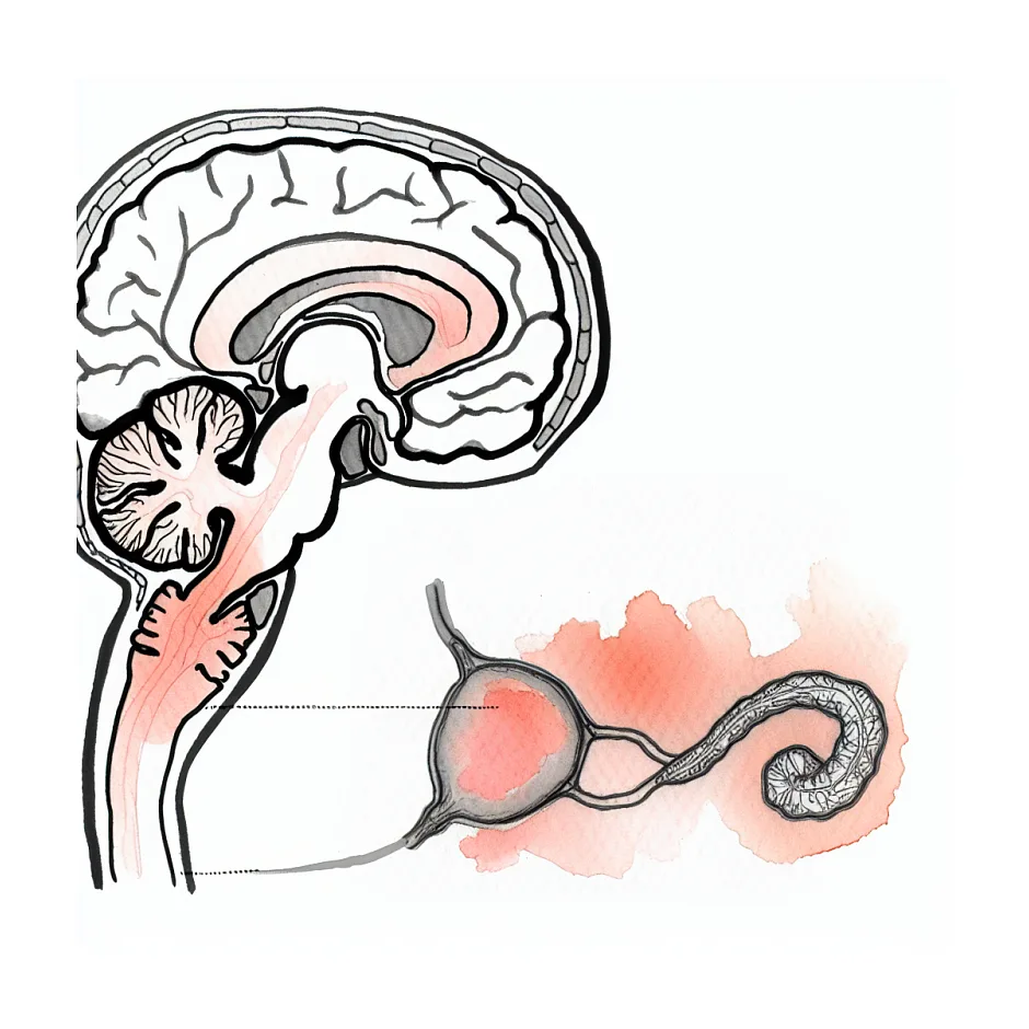 سردرد هنگام ادرار: آیا نیاز به پیگیری دارد؟