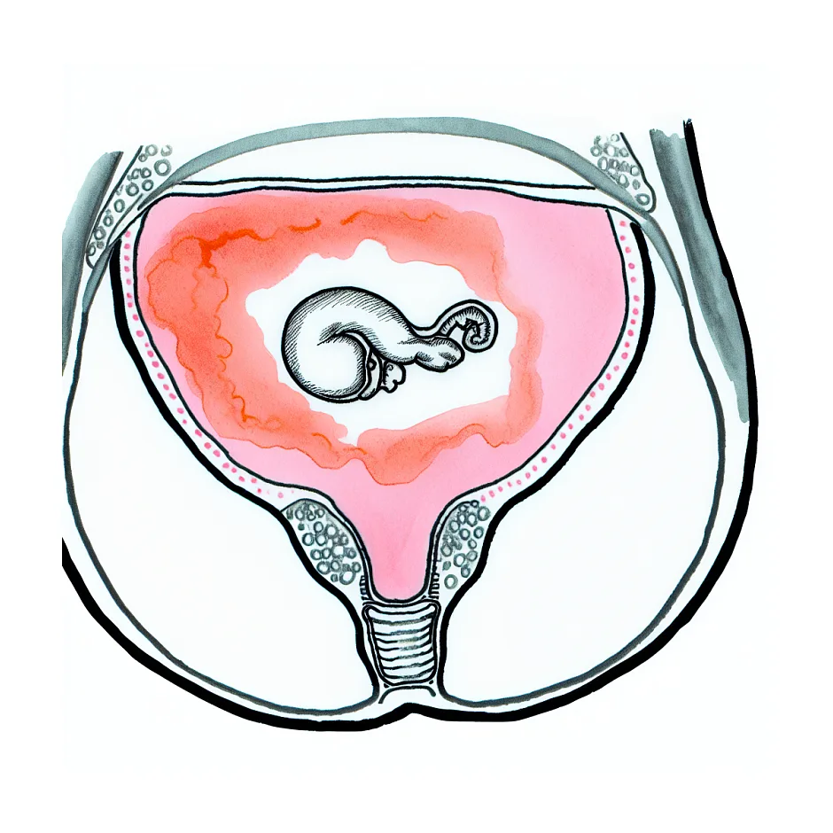 علت جمع شدن جنین در یک سمت شکم در بارداری