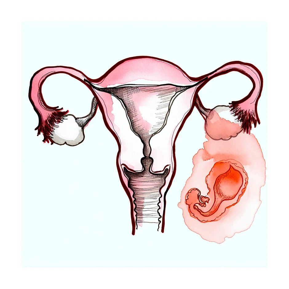 مدت زمان سقط خودبه‌خودی و دفع جنین بی‌ضربان