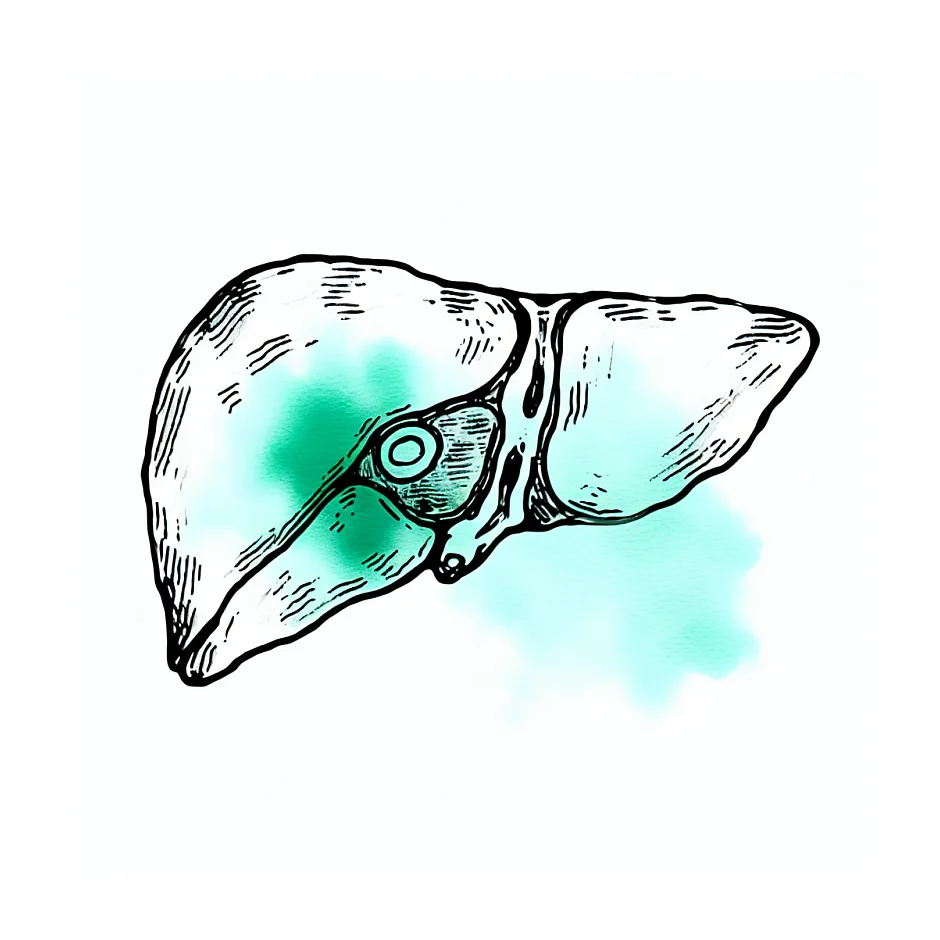 هیپو اکو در کبد و فوکال فتی اسپیرینگ یعنی چه؟