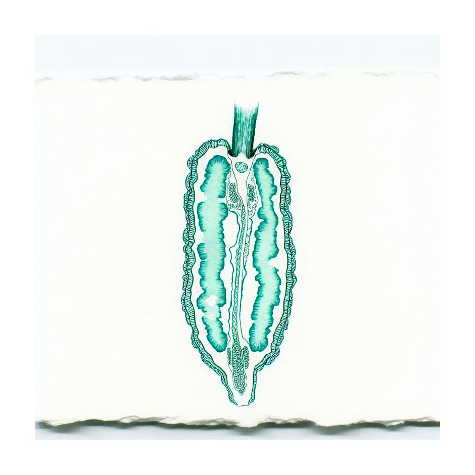 آیا خوردن ساقه کاهو سرطان‌زا است؟ توضیح پزشک