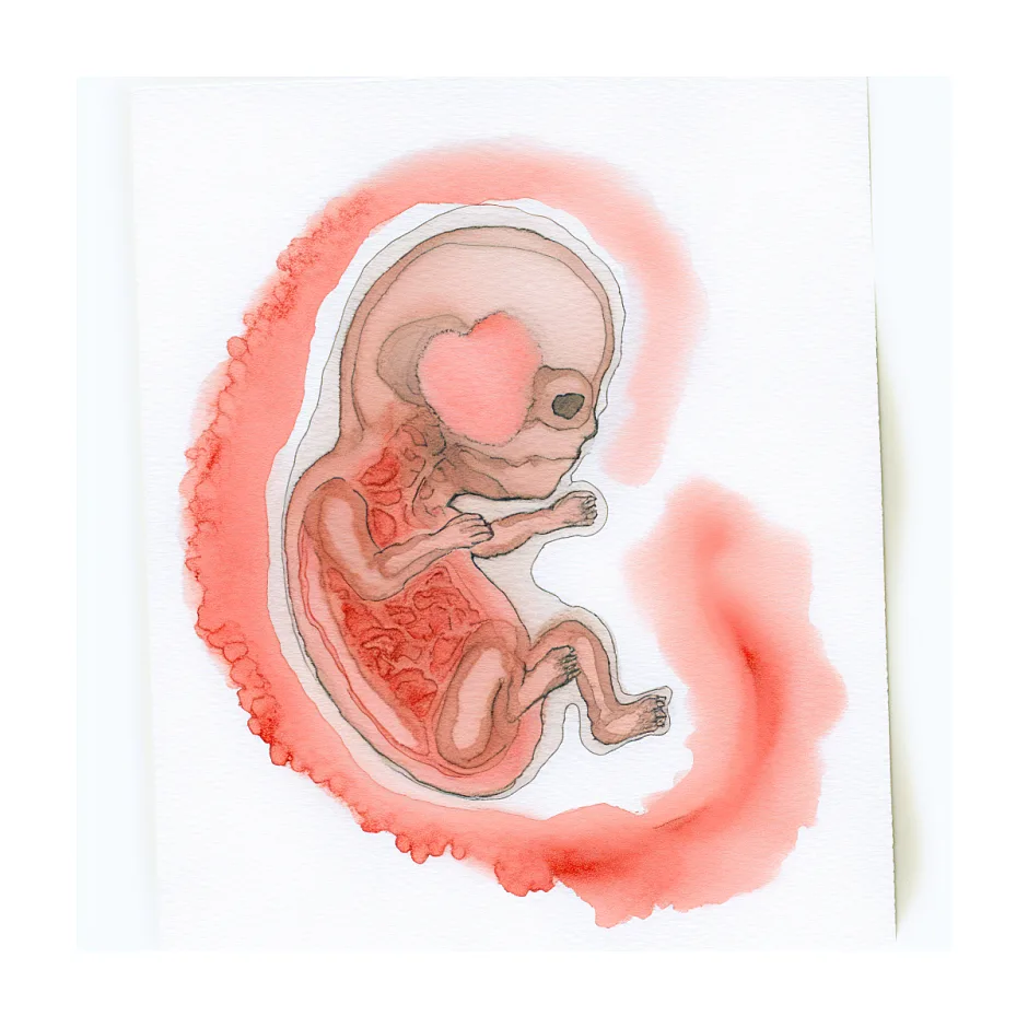 احتمال سقط بعد از تشکیل قلب جنین در ۷ هفتگی